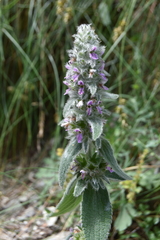 Stachys byzantina