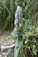 Stachys byzantina