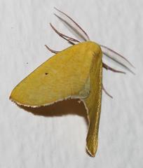 Drepanogynis