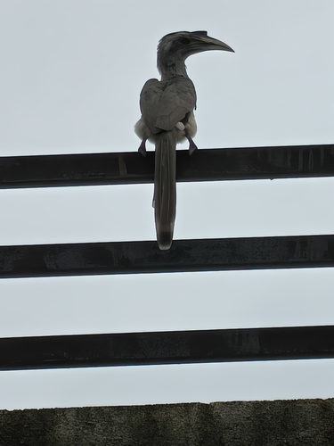 Indian Grey Hornbill
