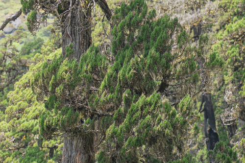Juniperus tibetica, photograph 5
