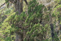 (c) Morten Ross, some rights reserved (CC BY) Juniperus tibetica, photograph (c) Morten Ross, some rights reserved (CC BY)
