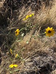 Helianthus bolanderi