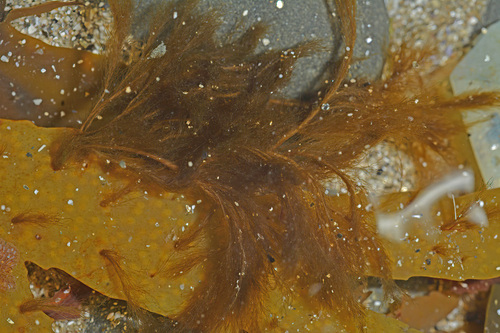 Pylaiella littoralis observed 2025-08-20