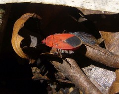 Brancucciana pygmaea