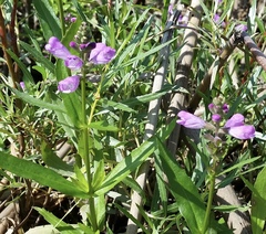 Physostegia ledinghamii