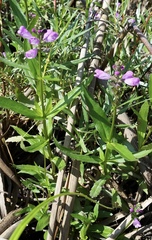 Physostegia ledinghamii