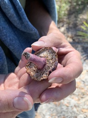 Gymnopilus luteofolius