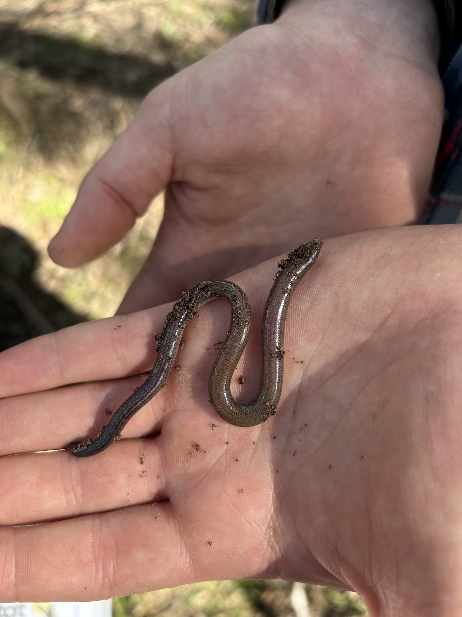 Punctate Worm-Skink photo 2