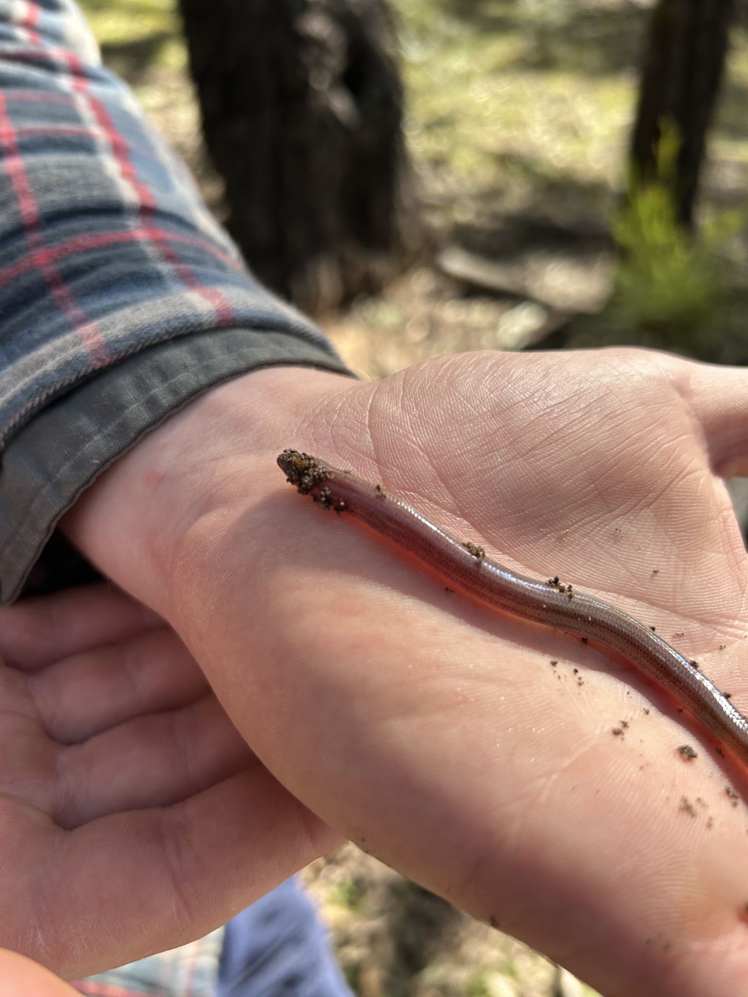 Punctate Worm-Skink photo 3