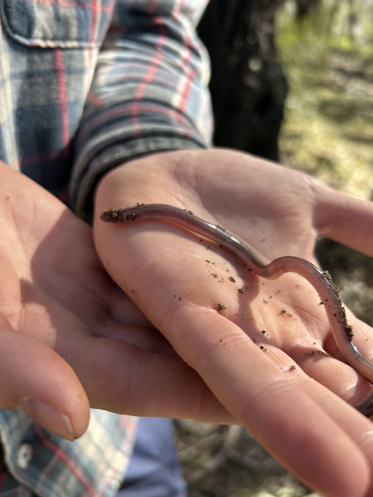 Punctate Worm-Skink photo 4