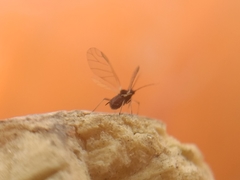 Aphididae