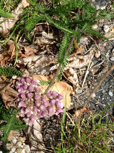 Pink Rose Yarrow (Achillea roseoalba)