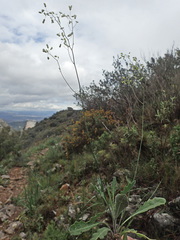 Biscutella variegata