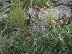 Biscutella variegata