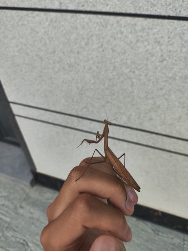 Asian Jumping Mantis