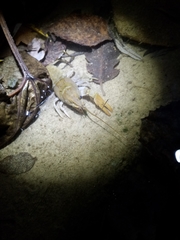 Austropotamobius pallipes