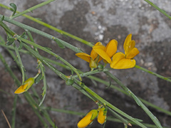 Genista cinerea