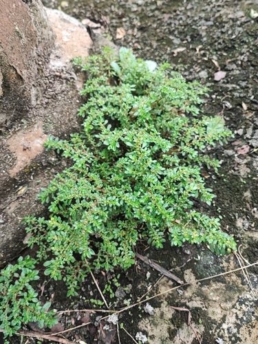 Artillery Plant
