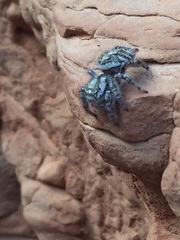 Phidippus mystaceus