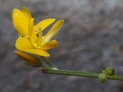 Genista cinerea