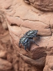 Phidippus mystaceus