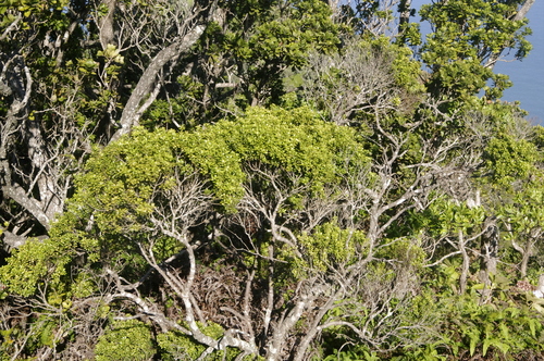 Image of Myrsine Alyxifolia (Myrsine alyxifolia) by (c) Eric Knight, some rights reserved (CC BY)