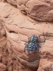 Phidippus mystaceus