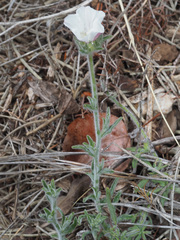 Convolvulus lanuginosus