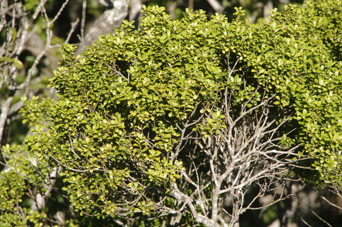 Image of Myrsine Alyxifolia (Myrsine alyxifolia) by (c) Eric Knight, some rights reserved (CC BY)