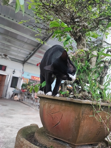 Domestic Cat