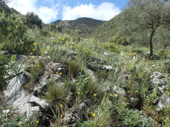 Ranunculus gramineus