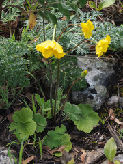Ranunculus paludosus