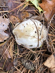 Cuphophyllus borealis