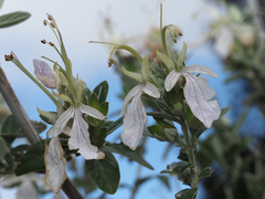 Teucrium fruticans