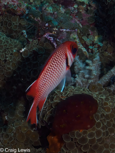 Myripristis botche observed 2025-06-24
