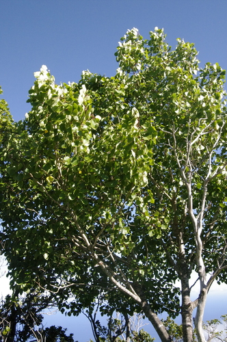 Image of Cheirodendron fauriei by (c) Eric Knight, some rights reserved (CC BY)