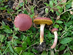 Hortiboletus rubellus image