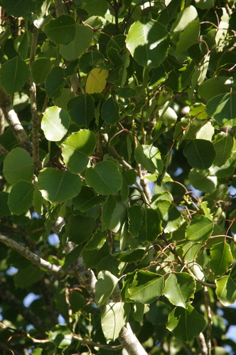 Image of Cheirodendron fauriei by (c) Eric Knight, some rights reserved (CC BY)