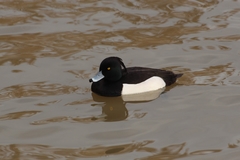 Aythya fuligula