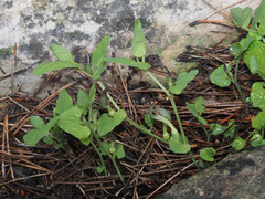 Aristolochia paucinervis