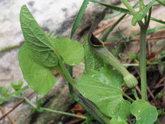 Aristolochia paucinervis