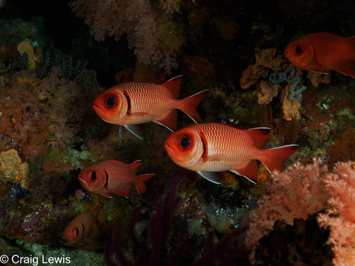 Myripristis botche observed 2025-06-24