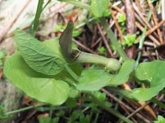 Aristolochia paucinervis