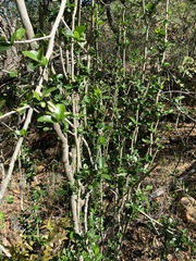 Suregada africana