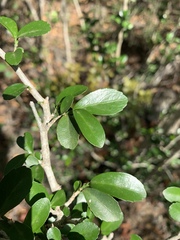 Suregada africana