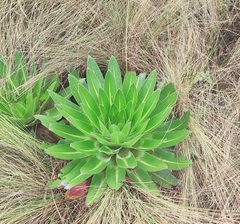 Lobelia gregoriana, photograph (c) Shyamal, some rights reserved (CC BY-SA)