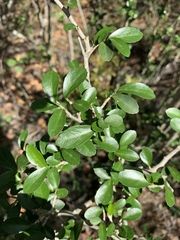 Suregada africana