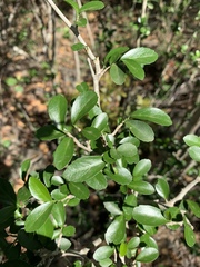 Suregada africana