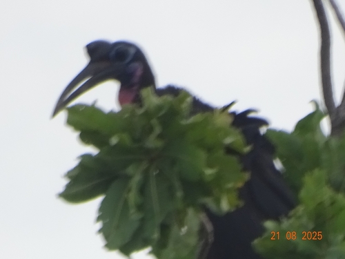 Abyssinian Ground-Hornbill